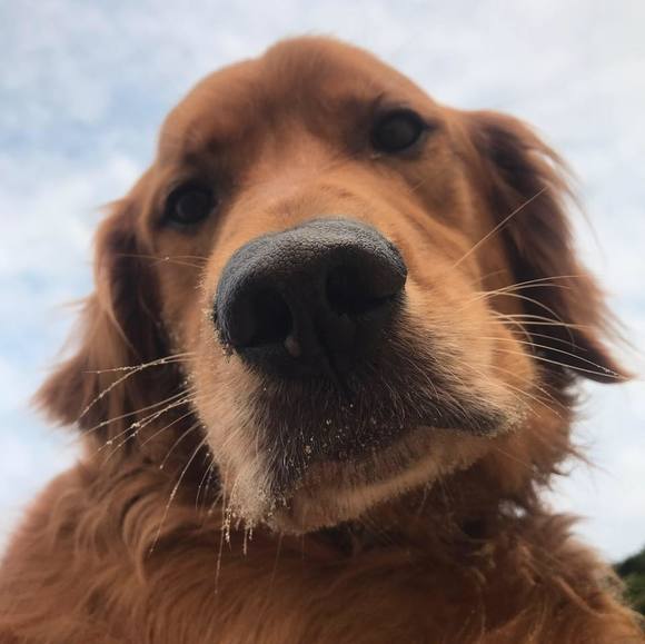 dlcwoofs
